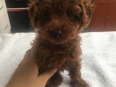 -惠康宠物医院(华能路店)