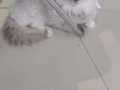 -怪兽屋·羊驼·猫咖·狗咖(俊华广场店)