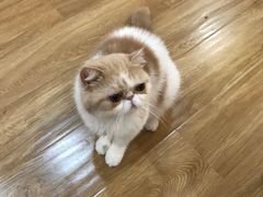 -滚猫咖啡·猫咖·猫友好撸猫(未来城店)