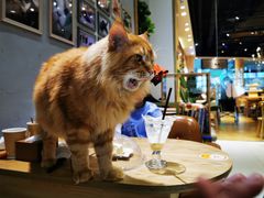 -藏猫猫咖啡主题馆(中央大道店)