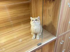 -猫十亿·布偶金渐层·曼基康矮脚猫舍(青年路店)