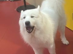 -和它·交个朋友·狗咖猫咖(爱琴海店)