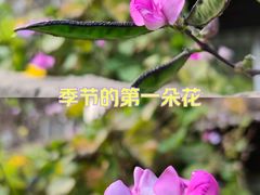 -粤凤佬