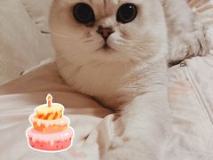 -PETKIT 小佩宠物·德文赛凯猫舍