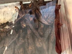 -都士牧人现烤牛肉干