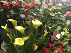 -静岸花卉园艺(三星坊店)