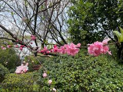 -桃花岛景观公园