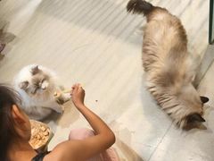 -藏猫猫咖啡主题馆(中央大道店)