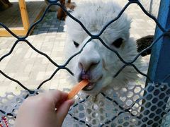 -长白岛森林公园