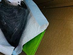 -爱侣宠医·鹦鹉专科·小型哺乳类·异宠专科(灵石路店)