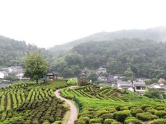 -龙井村