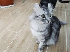 -李小姐の猫咖啡馆(五角场店)