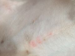 -瑞派·关忠动物医院·猫专科·犬专科(三环新城店)