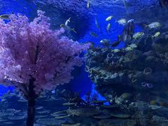 -海合安武汉极地海洋公园