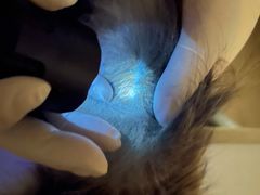 -爱妮康宠物医院·干细胞免疫细胞·肿瘤·心脏(张江店)