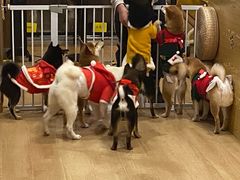 -南京Hallo宠物乐园·哈罗犬舍·柴犬繁育基地