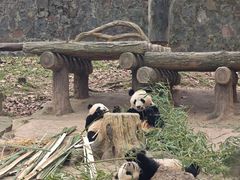 -都江堰中华大熊猫苑