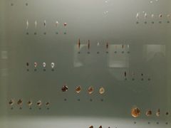 -青岛贝壳博物馆