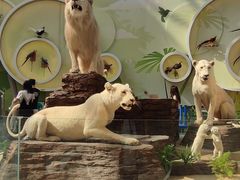 -陕西自然博物馆