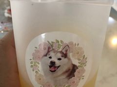 -Husky Go! 哈士奇体验馆·宠物咖啡厅狗咖