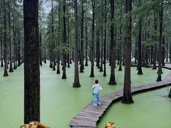 -渌洋湖湿地公园