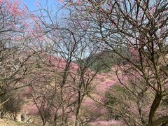 -新建村梅花