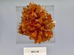 -中国地质博物馆