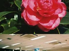 -大埔公路-马料水段香港中文大学(公交站)