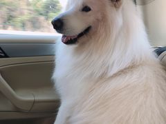 -志龙皇冠吃货椰子铺