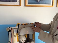 -瑞派福兴宠物医院犬猫全科·骨科·中西医结合(河东店)