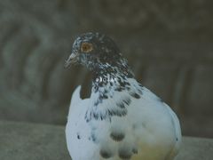 -音乐台