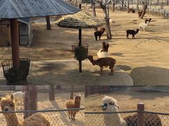 -大连森林动物园