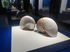 -贝壳王国博物馆