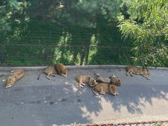 -大连森林动物园