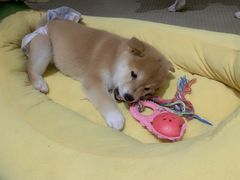 -逗柴咖啡屋·狗咖猫咖宠物桌游
