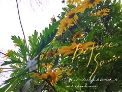 -南山植物园