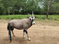 -大连森林动物园