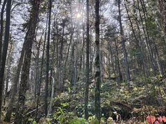 -五营红松林海景区