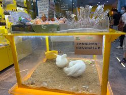 -神奇动物撸宠馆·羊驼·小浣熊·异宠(豫园店)