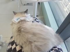 -怪兽屋·羊驼·猫咖·狗咖(俊华广场店)