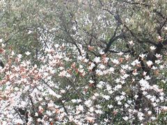 -南山植物园