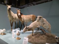 -国家自然博物馆