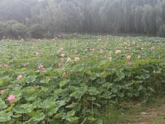 -东郊湿地公园