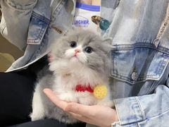 -欣宠猫屋·矮脚拿破仑·蓝金金渐层