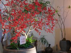 -成川茶店·潮汕工夫浓茶(万象店)