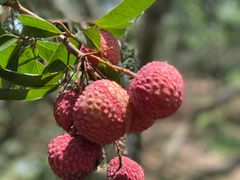 -香山鸡嘴荔枝