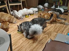 -MOCHA明星猫咖(田子坊店)