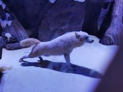 -上海海昌海洋公园-冰山北极馆