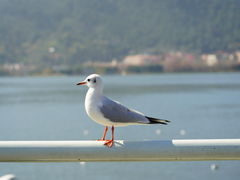 -海埂大坝