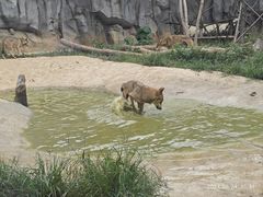 -武汉动物园